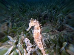 Another attempt at "zooming" on a seahorse taken at Maraa... by Nikki Van Veelen 